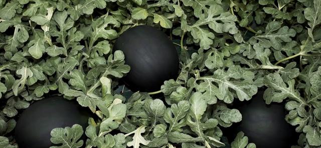 世界十大最贵水果（世界上最贵的水果前十名） 4